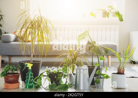Collection of various tropical green plants in different pots indoor Stock Photo