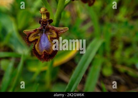 close-up of wild orchid Ophrys speculum Stock Photo