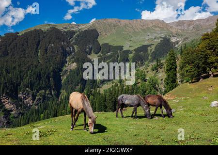 Horses in mountains. Himachal Pradesh, India Stock Photo
