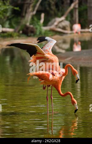 American flamingo Phoenicopterus ruber bird Stock Photo