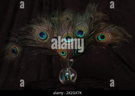 207 Peacock Feather Vase Images, Stock Photos, 3D objects, & Vectors
