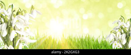Lots of snowdrops in the first days of spring Stock Photo
