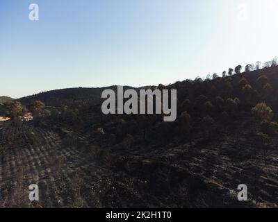 Aftermath the forest fire at Derya site Seferihisar Doganbey Turkey, Burnt trees in the frame. Stock Photo