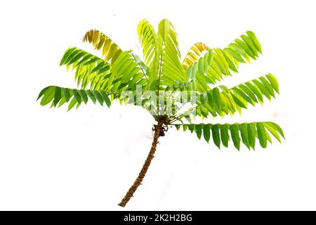 Averrhoa bilimbi tree branch complete with fresh green leaf stalks and shoots, isolated on a white background Stock Photo