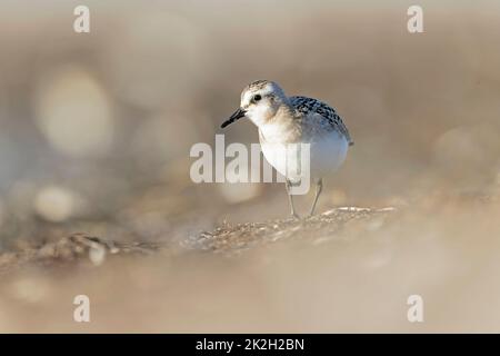 A sanderling (Calidris alba) foraging during fall migration on the beach. Stock Photo