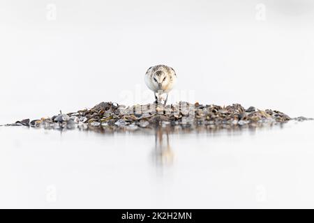 A sanderling (Calidris alba) foraging during fall migration on the beach. Stock Photo