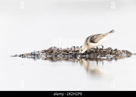 A sanderling (Calidris alba) foraging during fall migration on the beach. Stock Photo