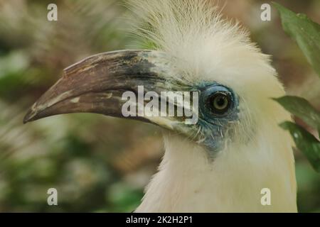 White-crowned Hornbill is in the cage. The fur is fluffy white head. In an endangered state Stock Photo