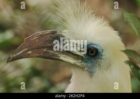 White-crowned Hornbill is in the cage. The fur is fluffy white head. In an endangered state Stock Photo