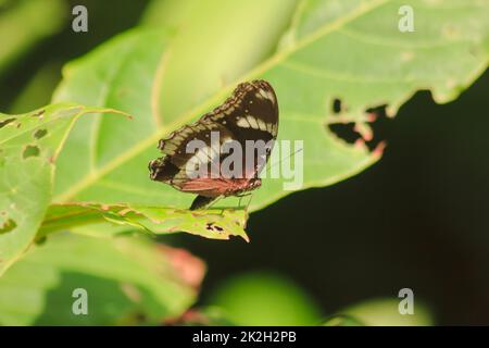 The Great Eggfly is on the leaves, found in the sparse forest. Stock Photo