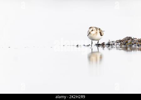 A sanderling (Calidris alba) foraging during fall migration on the beach. Stock Photo