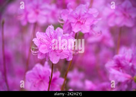 Rhododendron Mucronulatum Korean Rhododendron flower Stock Photo