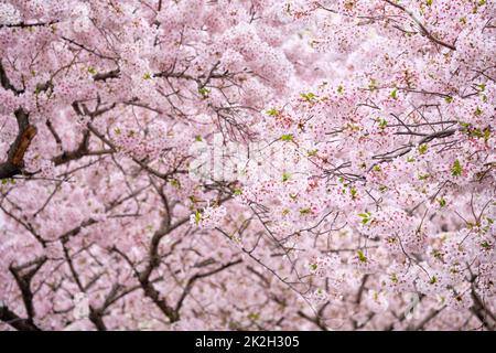 Blooming sakura cherry blossom Stock Photo