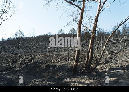 Aftermath the forest fire at Derya site Seferihisar Doganbey Turkey, Burnt trees in the frame. Stock Photo