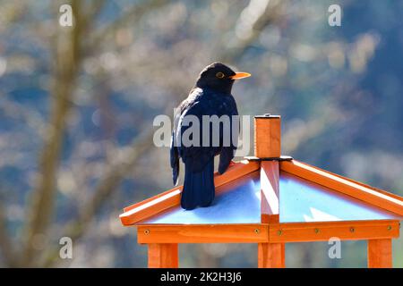 A blackbird sits on a birdhouse Stock Photo