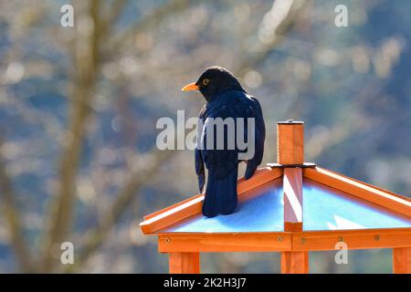 A male blackbird sits on a birdhouse Stock Photo