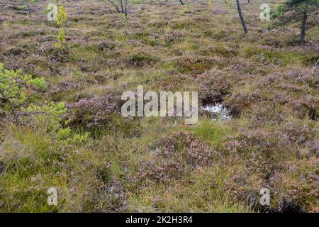 In the Moor wth heather Stock Photo