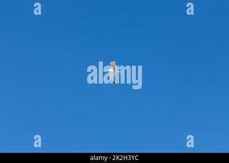 Seagull flying through vivid blue sky Stock Photo