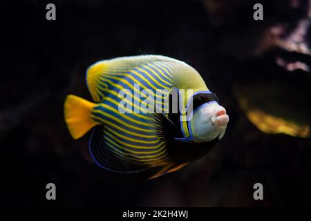 Emperor angelfish fish underwater in sea Stock Photo