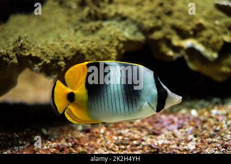 Pacific double-saddle butterflyfish Chaetodon ulietensis fish underwater in sea Stock Photo