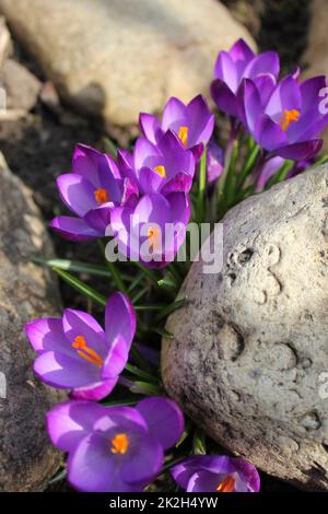 Purple crocus in a sunny spring day ,Crocus vernus. Spring pattern. Close-up of blooming Crocus Flower on a green Meadow.Nature and Flower Background Stock Photo
