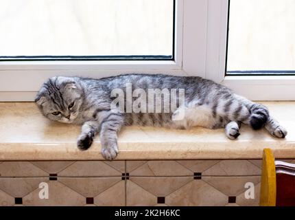 fold tabby gray Scottish cat is lying on the windowsill Stock Photo