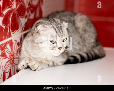 fold tabby gray Scottish cat lying down Stock Photo