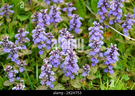 Ajuga reptans, purple plant known as bugle, blue bugle, bugleherb, bugleweed, carpetweed, carpet bugleweed, and common bugle Stock Photo