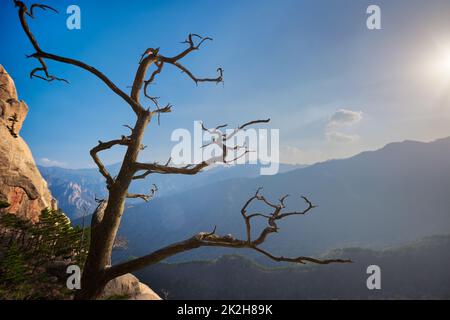 Tree in Seoraksan National Park, South Korea Stock Photo