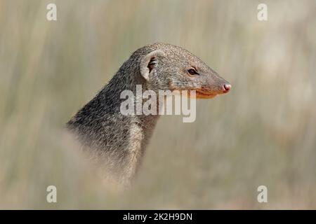 Banded mongoose portrait - Etosha National Park Stock Photo