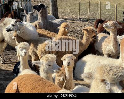 Lama glama,Alpaca Stock Photo
