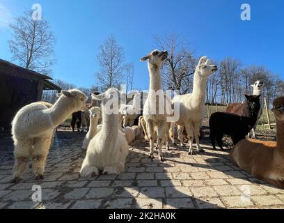 Lama glama,Alpaca Stock Photo