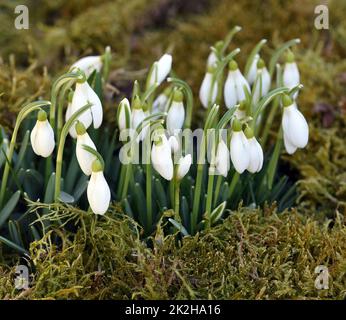 Snow leaks,Galanthus nivalis Stock Photo