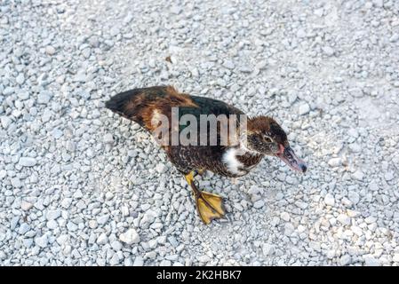 Dirty duck walking on pebble after swimming in marsh Stock Photo
