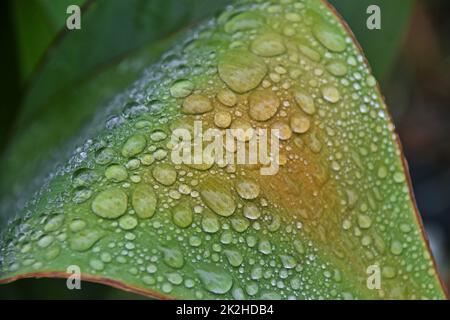 Close up of raindrops on a canna lilly leaf Stock Photo