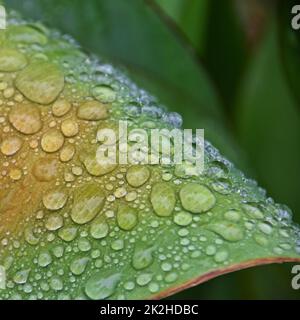 Close up of raindrops on a canna lilly leaf Stock Photo