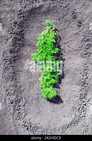 Parsley bush growing in the ground. South Ukraine Stock Photo