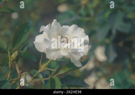 A white Rose flower in sunlight isolated on green leaves background. Stock Photo