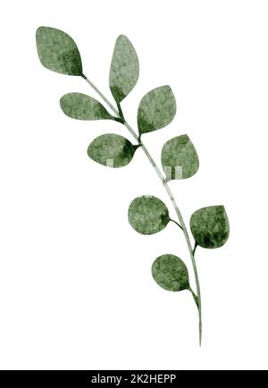 Green leaf watercolor on white background Stock Photo