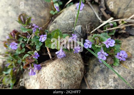 Gundermann (Glechoma hederacea), auch Gundelrebe oder Erdefeu Stock Photo