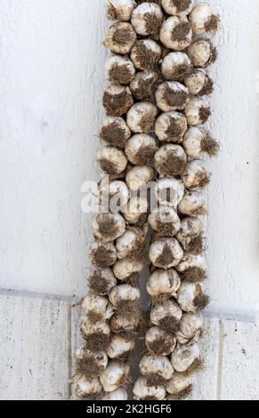 Close up of bunch of white garlic drying on white wall Stock Photo