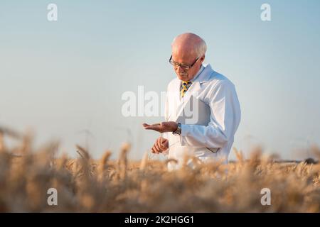 Researcher doing field test on new kinds of grain and wheat Stock Photo
