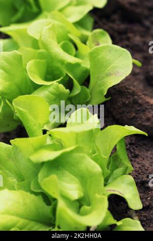 Row of fresh lettuces in a vegetable garden