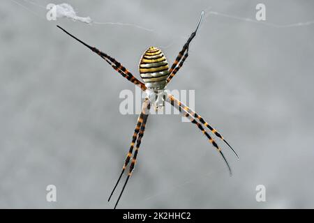 wasp spider Stock Photo