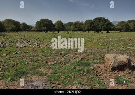 View of the Big Jupta the Golan Heights, pit crater in Odem Forest, Northern Israel Stock Photo