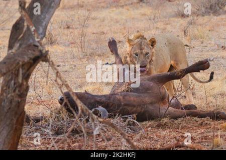 Lion with a dead African buffalo as prey. Stock Photo