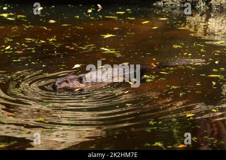 Eurasian beaver (Castor fiber) swimming in pond with tree leaves on water surface, only head, wet back and submerged tail visible. Stock Photo