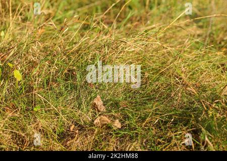 Closeup photo autumn grass, some leaves already brown, lit by afternoon sun. Abstract late summer background. Stock Photo