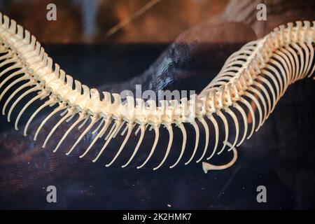 science reptile bone snake skeleton anatomy spine backbone science ...