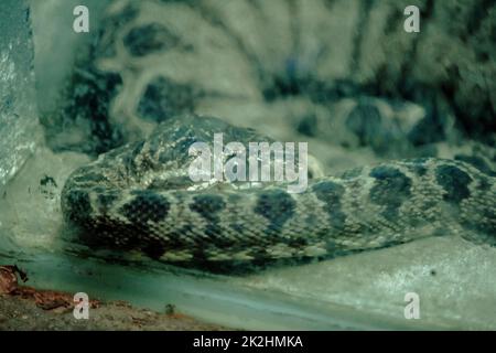 Amazonlan Tree Boa Snake is non-venomous snake found in South America. Stock Photo